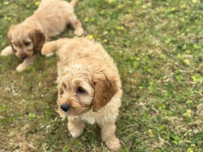 Beautiful Cockapoo puppies in Wexford
