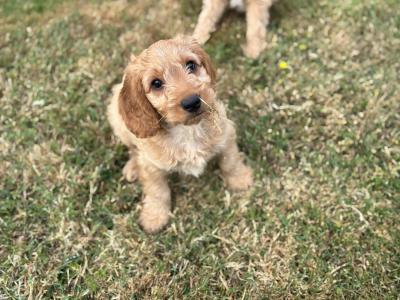 Beautiful Cockapoo puppies in Wexford