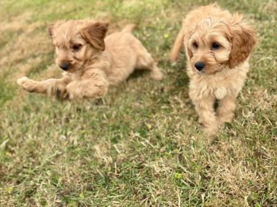 Beautiful Cockapoo puppies in Wexford