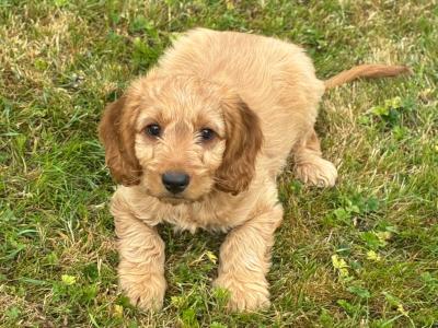 Beautiful Cockapoo puppies in Wexford