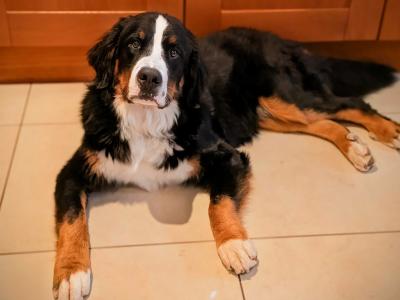 Teddy the IKC Registered Bernese Mountain Dog