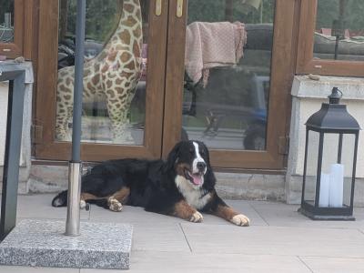 Teddy the IKC Registered Bernese Mountain Dog
