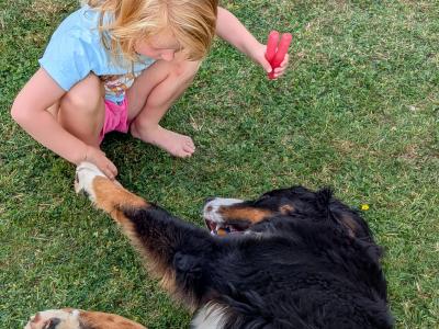 Teddy the IKC Registered Bernese Mountain Dog