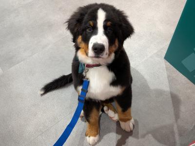Teddy the IKC Registered Bernese Mountain Dog