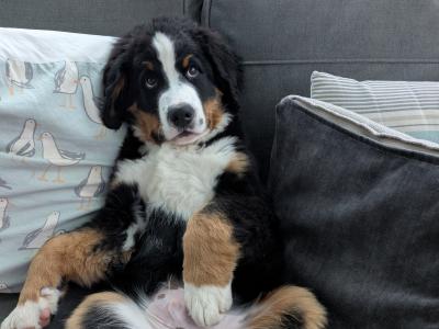 Teddy the IKC Registered Bernese Mountain Dog