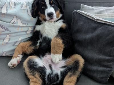 Teddy the IKC Registered Bernese Mountain Dog