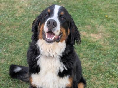 Hip/elbow scored IKC Teddy the Bernese Mountain Dog