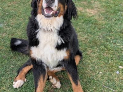 Teddy the IKC Registered Bernese Mountain Dog