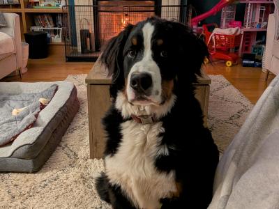 Hip/elbow scored IKC Teddy the Bernese Mountain Dog