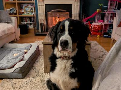 Teddy the IKC Registered Bernese Mountain Dog