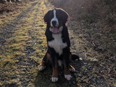 Teddy the IKC Registered Bernese Mountain Dog