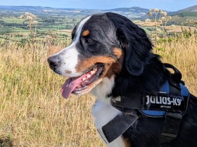 Teddy the IKC Registered Bernese Mountain Dog