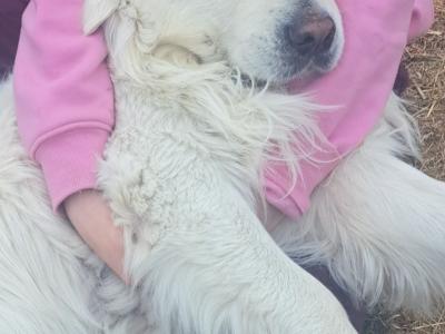 Golden Retriever for stud in Cork