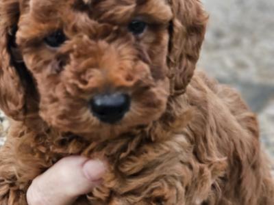 Red Cavapoo puppies in Wexford