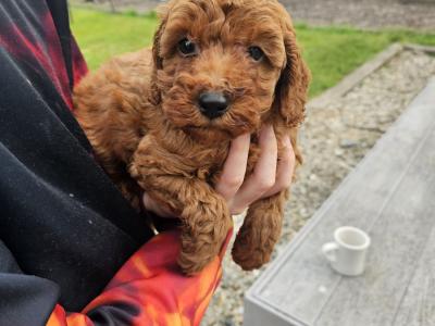 Red Cavapoo puppies in Wexford