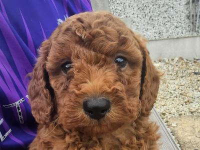 Red Cavapoo puppies in Wexford