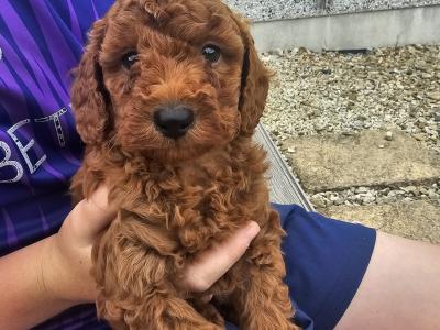 Red Cavapoo puppies in Wexford