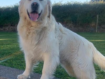 Irish Setter x Golden Retriever puppies 4 months old in Wexford