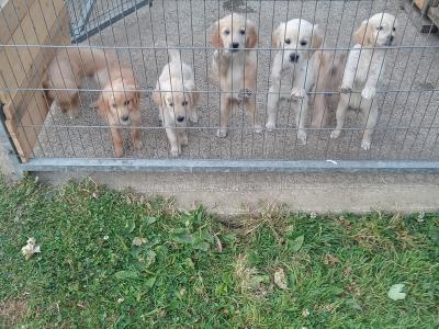 Irish Setter x Golden Retriever puppies 4 months old in Wexford