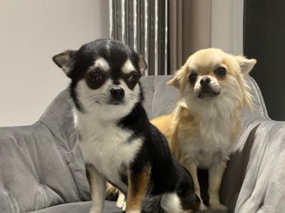 Chihuahua puppies in Dublin