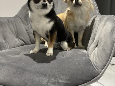 Chihuahua puppies in Dublin