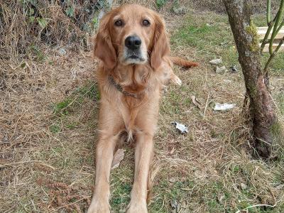 Irish Setter x Golden Retriever puppies 4 months old in Wexford