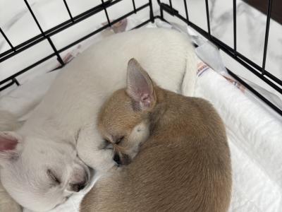 Chihuahua puppies in Dublin