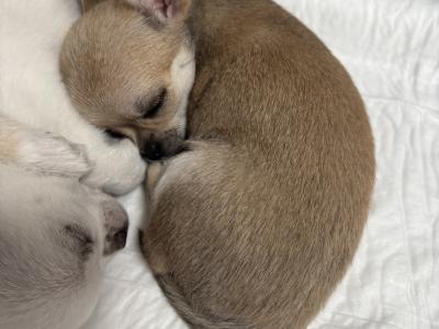 Chihuahua puppies in Dublin