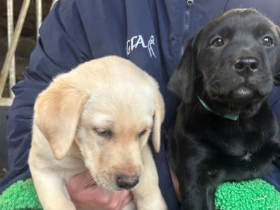 2 Beautiful Labrador puppies (Black & Gold) in Clare