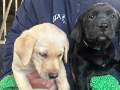 2 Beautiful Labrador puppies (Black & Gold) in Clare