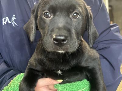 2 Beautiful Labrador puppies (Black & Gold) in Clare