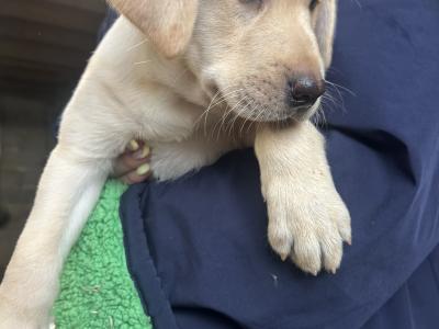 2 Beautiful Labrador puppies (Black & Gold) in Clare