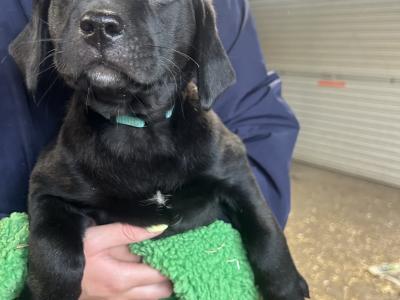 2 Beautiful Labrador puppies (Black & Gold) in Clare