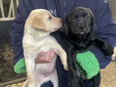 2 Beautiful Labrador puppies (Black & Gold) in Clare