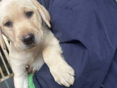 2 Beautiful Labrador puppies (Black & Gold) in Clare