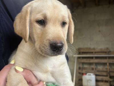 2 Beautiful Labrador puppies (Black & Gold) in Clare