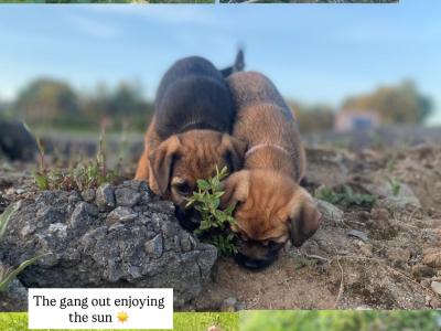 Full Pedigree Border Terrier puppies in Armagh