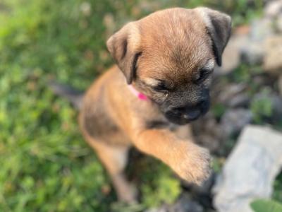 Full Pedigree Border Terrier puppies in Armagh