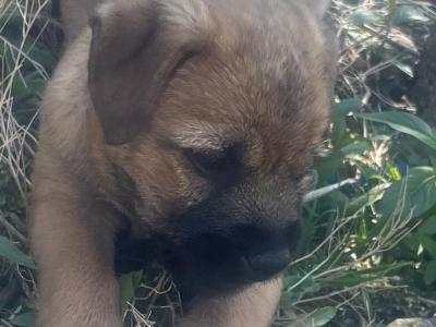 Full Pedigree Border Terrier puppies in Armagh