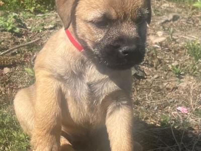 Full Pedigree Border Terrier puppies in Armagh