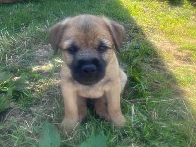 Full Pedigree Border Terrier puppies in Armagh