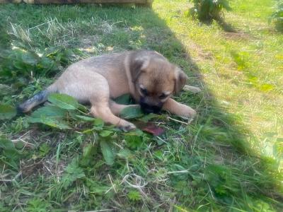 Full Pedigree Border Terrier puppies in Armagh