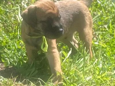 Full Pedigree Border Terrier puppies in Armagh