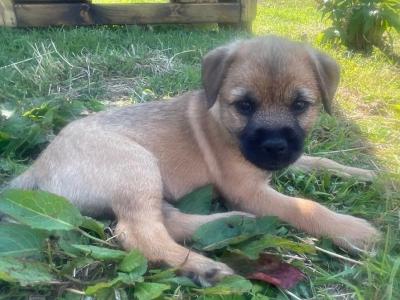 Full Pedigree Border Terrier puppies in Armagh
