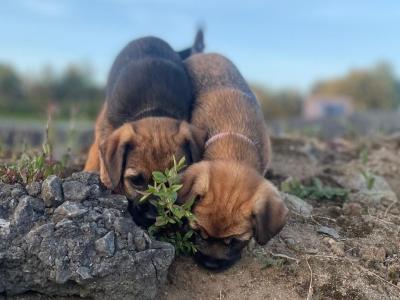 Full Pedigree Border Terrier puppies in Armagh