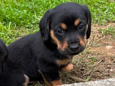 Dachshund x Labrador puppies in Cavan