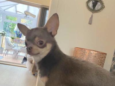 Beautiful Chihuahua puppies in Galway