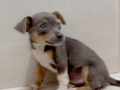Beautiful Chihuahua puppies in Galway