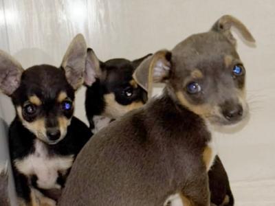 Beautiful Chihuahua puppies in Galway