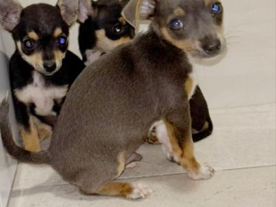 Beautiful Chihuahua puppies in Galway